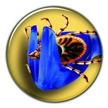 Trixie Tick Away Tick Remover - kullancseltávolító kanál (több féle színben) kisállatok részére (6,5cm)