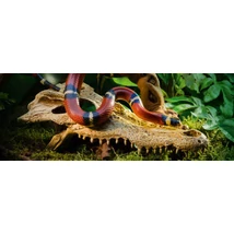 Hagen Exo Terra Crocodile Skull - krokodilkoponya formájú búvóhely hüllők részére (12x22x8cm)